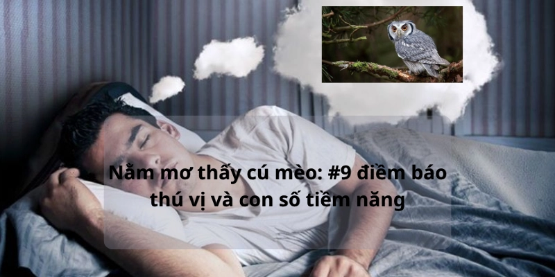 Nằm mơ thấy cú mèo: #9 điềm báo thú vị và con số tiềm năng